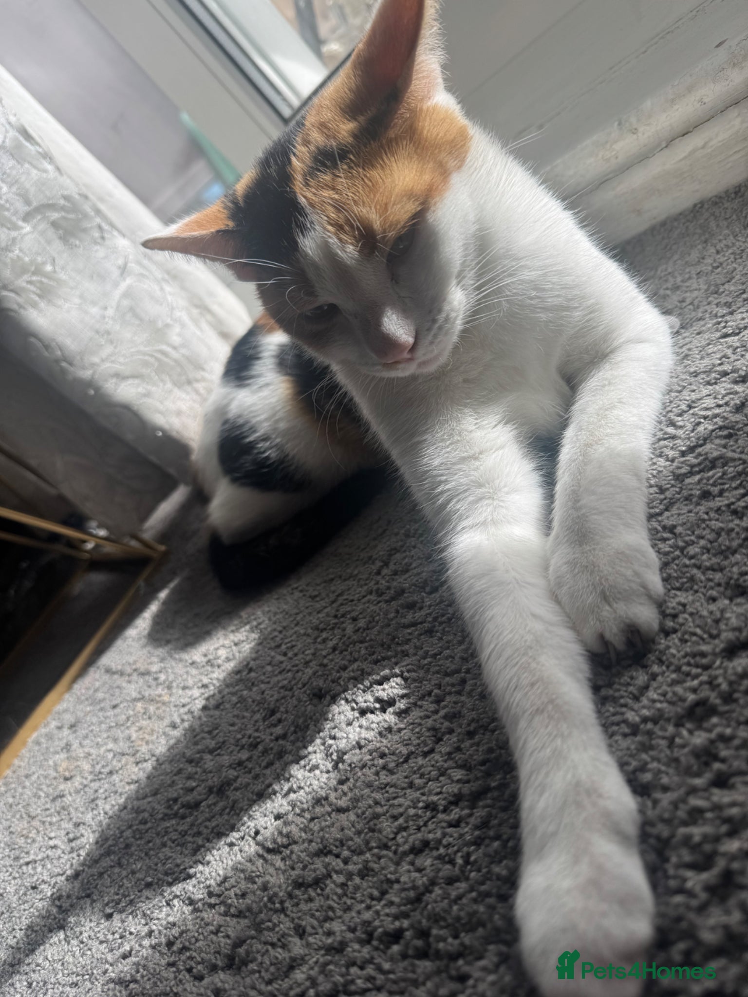 Mixed Breed cats Beautiful cats  - Advert 17