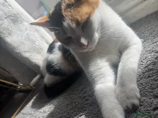 Mixed Breed cats Beautiful cats - Advert 17