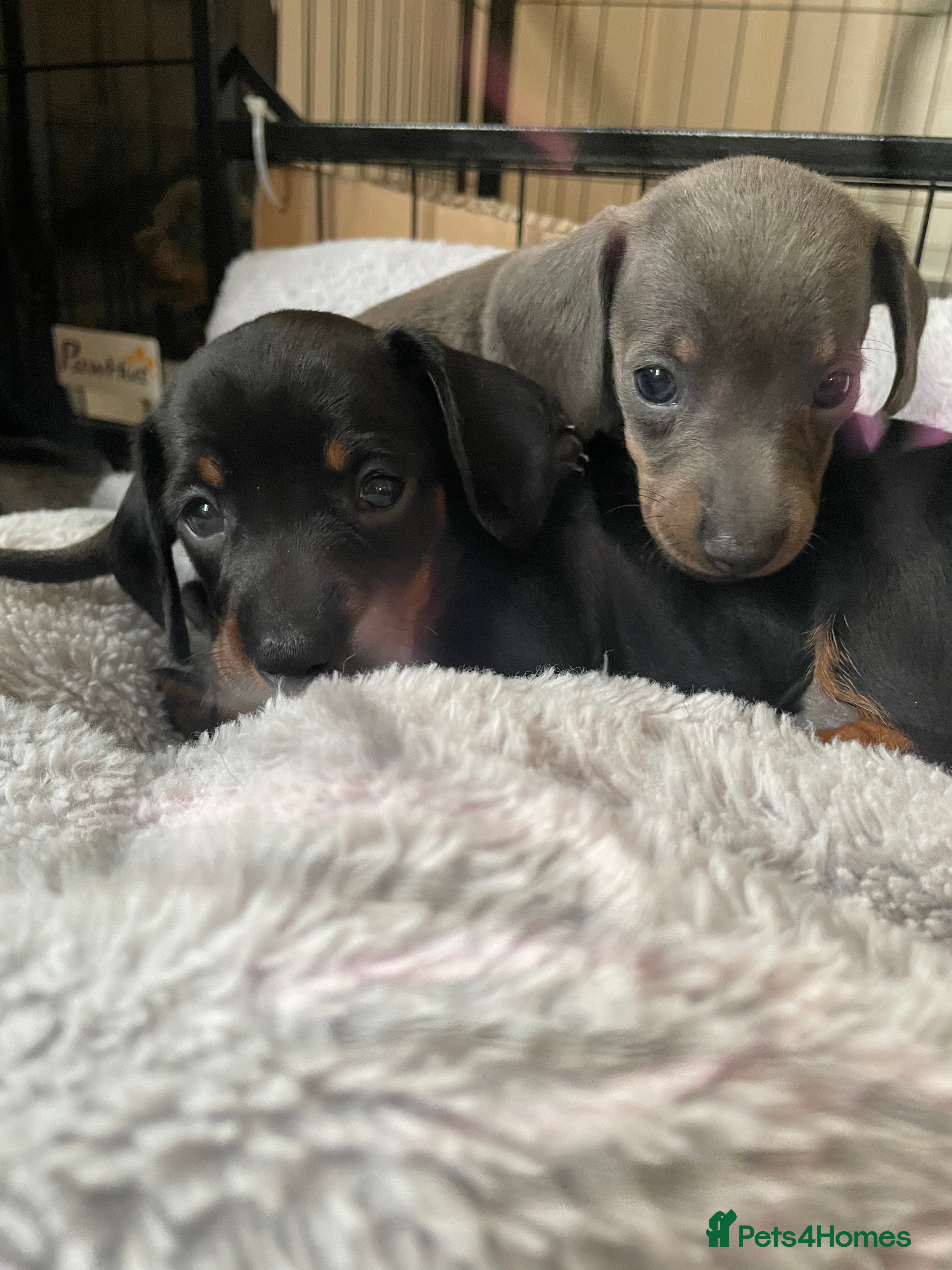 Miniature Dachshund dogs Miniature Dachshund puppies-ready early December  - Advert 6