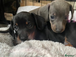 Miniature Dachshund dogs - Advert 11