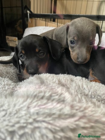 Miniature Dachshund dogs - Advert 13