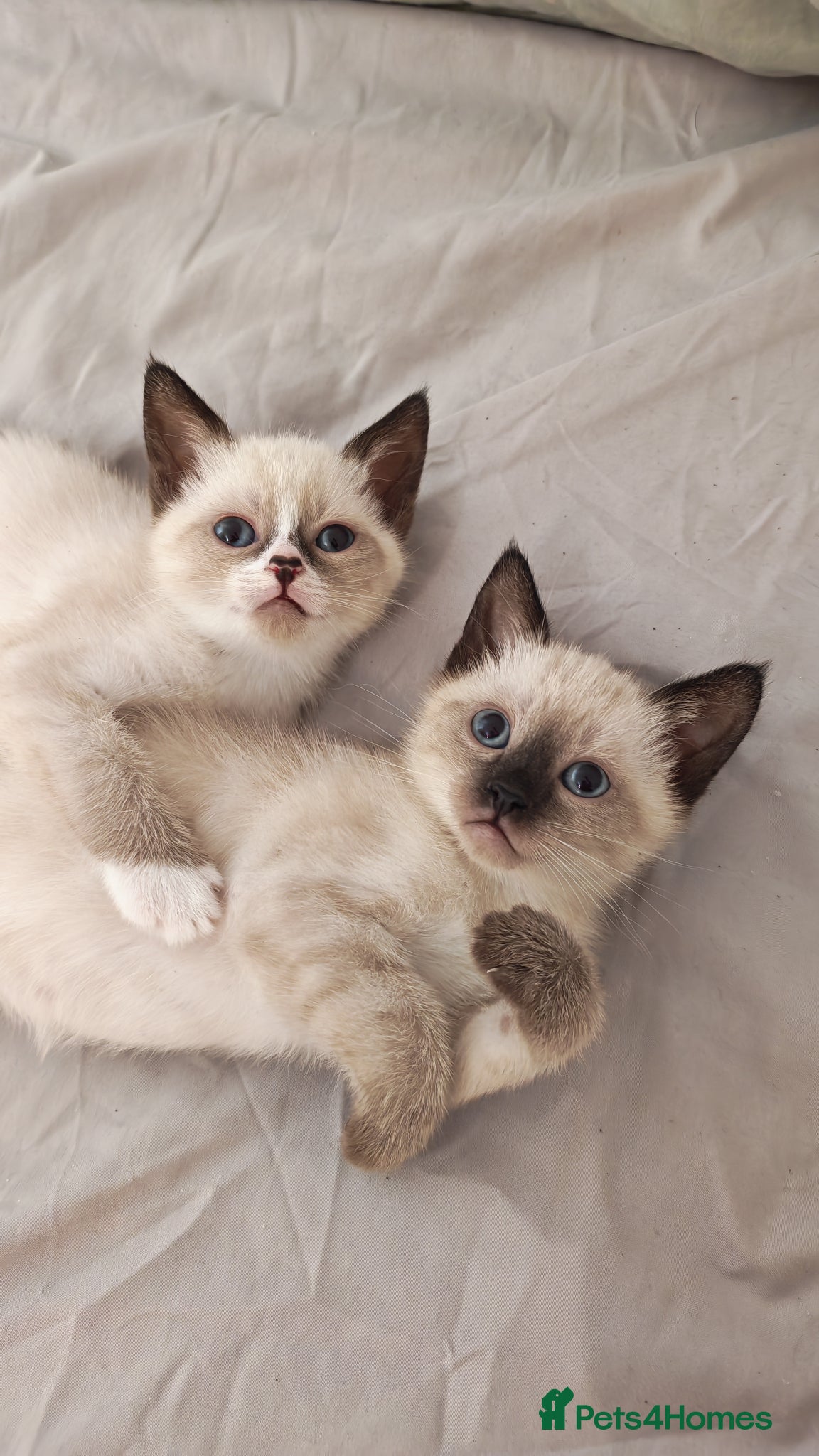 Siamese cats Sweet siamese girls -blue eyes  - Advert 1