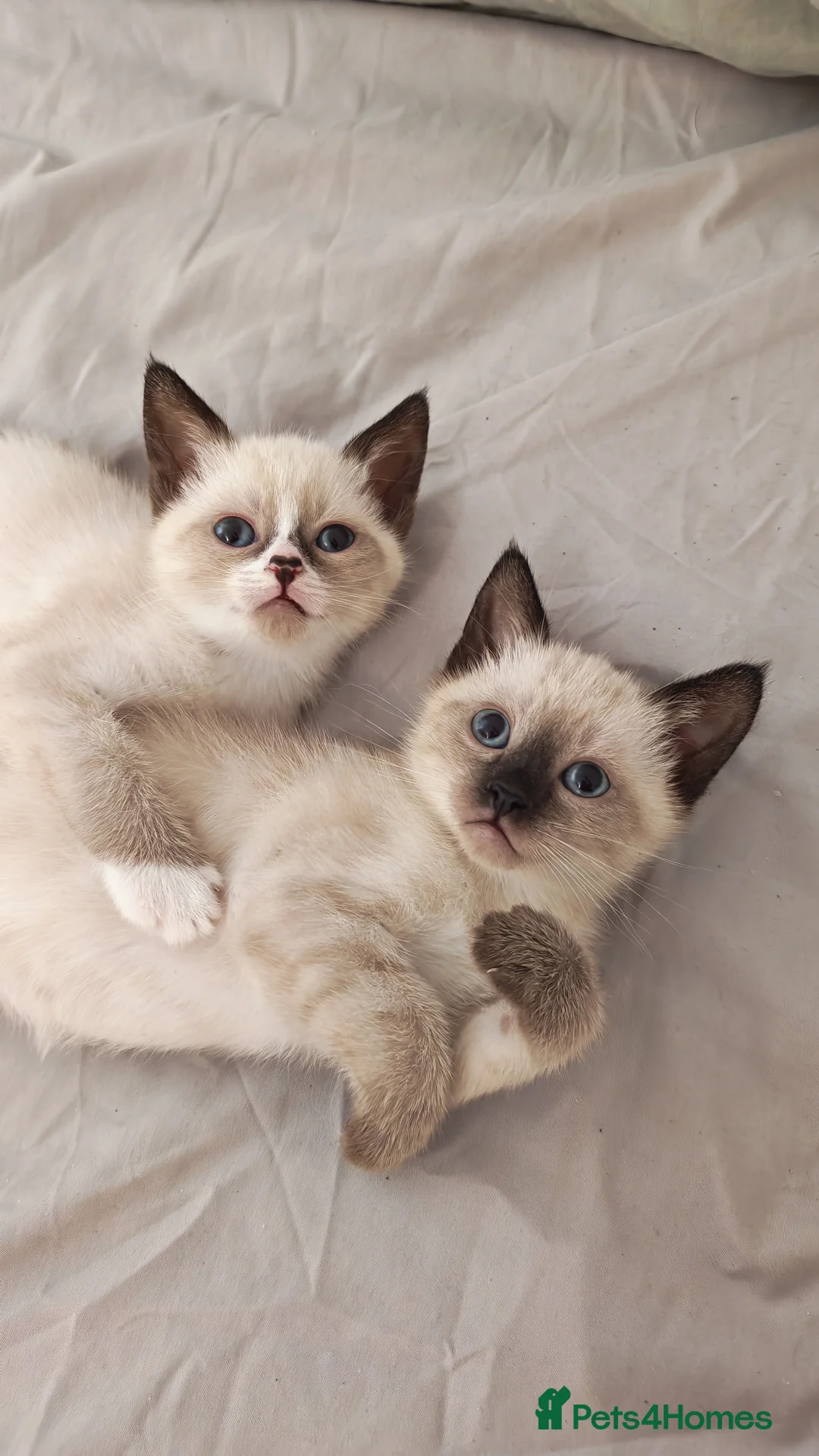 Siamese cats for sale: Sweet siamese girls -blue eyes  - Advert 1