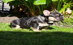French Bulldog dogs for stud: EA husky/Pink/Testable/fluffy Frenchie stud - Image 1