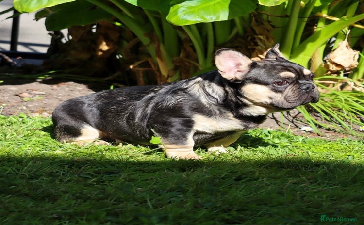 French Bulldog dogs - Advert 8