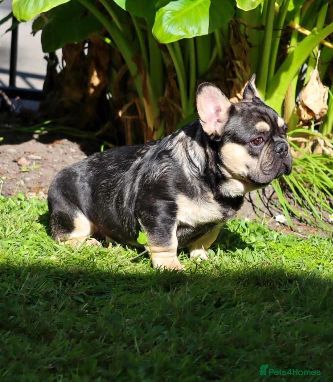 French Bulldog dogs for stud: EA husky/Pink/Testable/fluffy Frenchie stud - Image 1