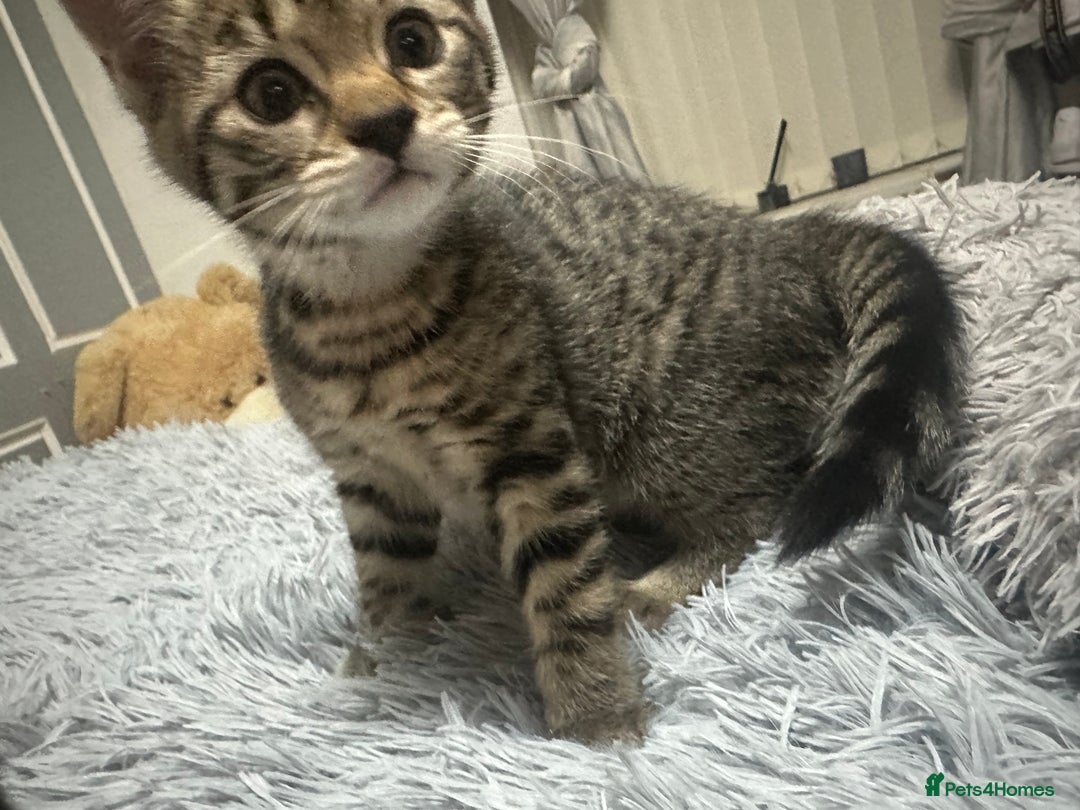 Maine Coon cats for sale: Maincoon mix female kitten - Image 4