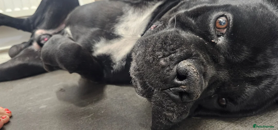 Cane Corso dogs for sale: Male Adult Cane Corso in Droitwich - Advert 2