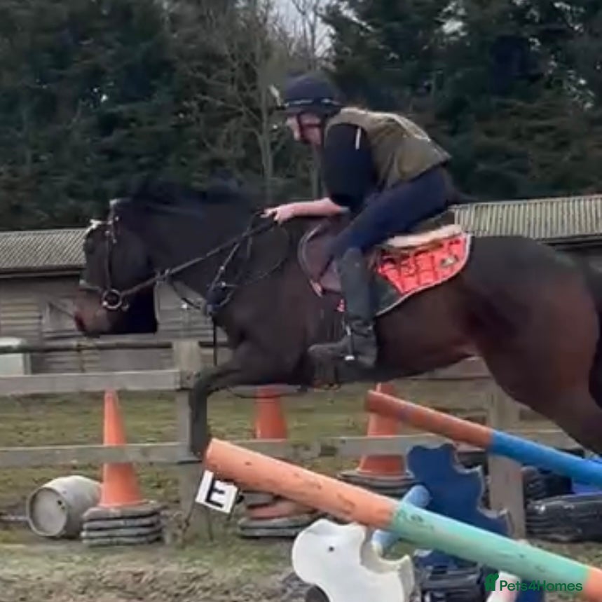 English Thoroughbred horses Super quiet teenager dream horse in East Grinstead - Advert 9
