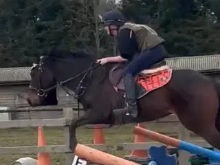 English Thoroughbred horses Super quiet teenager dream horse in East Grinstead - Advert 9