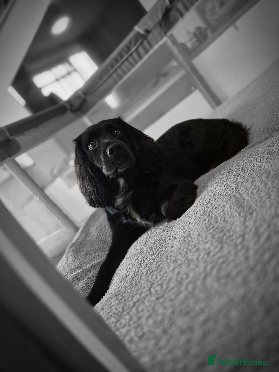 Sprocker dogs for sale: Sprocker Spaniel Puppies  - Image 17