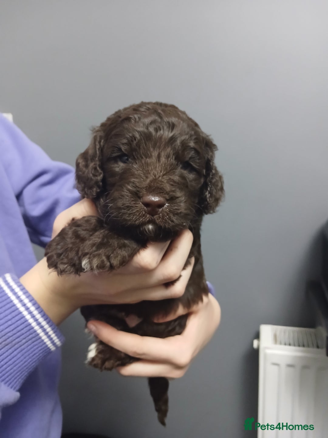 Cockapoo dogs for sale: F1 miniature cockapoos available 16th feb - Advert 13