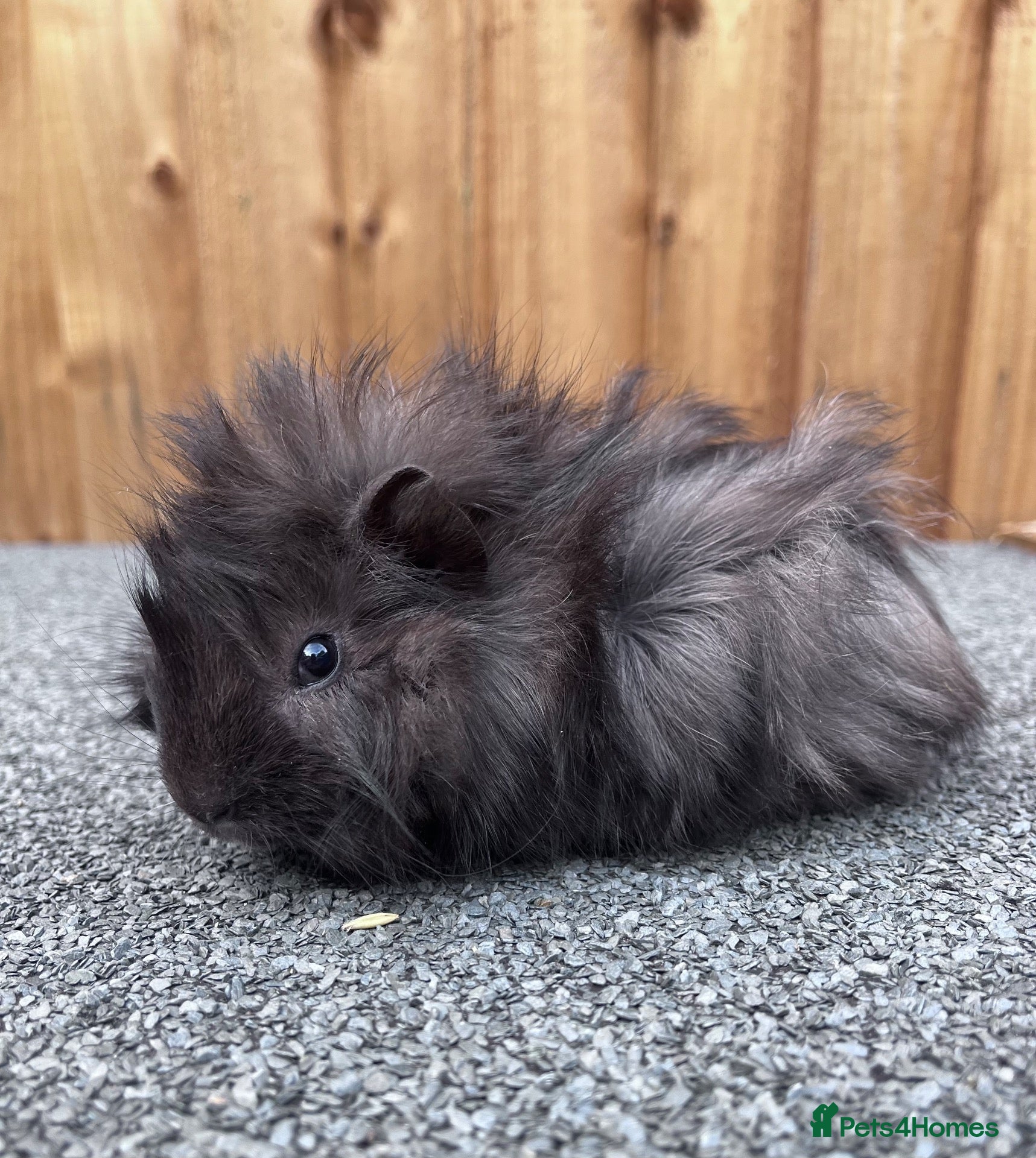 Guinea Pig rodents Adorable 9 week old male guinea pig  - Advert 1