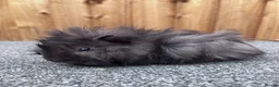 Guinea Pig rodents for sale: Adorable 9 week old male guinea pig  - Advert 1