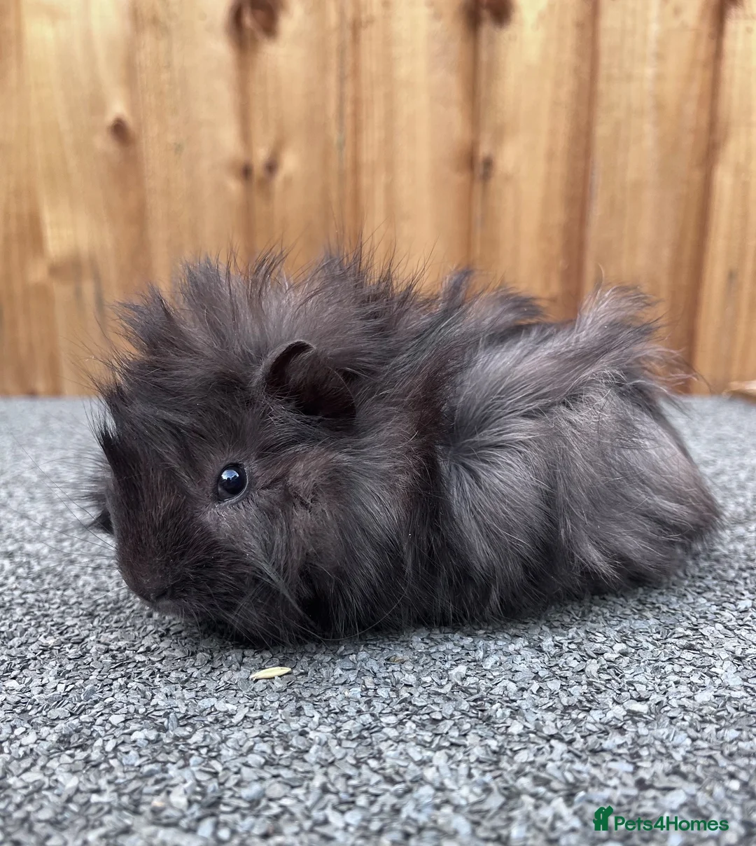 Guinea Pig rodents for sale: Adorable 9 week old male guinea pig  - Advert 1