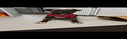 Mixed Breed dogs for sale: Bulldog Labrador mix puppies  - Advert 32