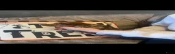 Miniature Dachshund dogs for sale: Miniature Dachshund babies  - Advert 6