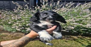 Cocker Spaniel dogs - Advert 2