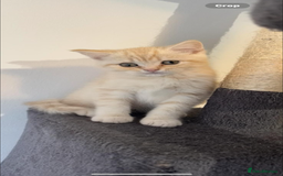 British Shorthair cats for sale: Last Chunky Golden Boy  ❤️ - Image 2