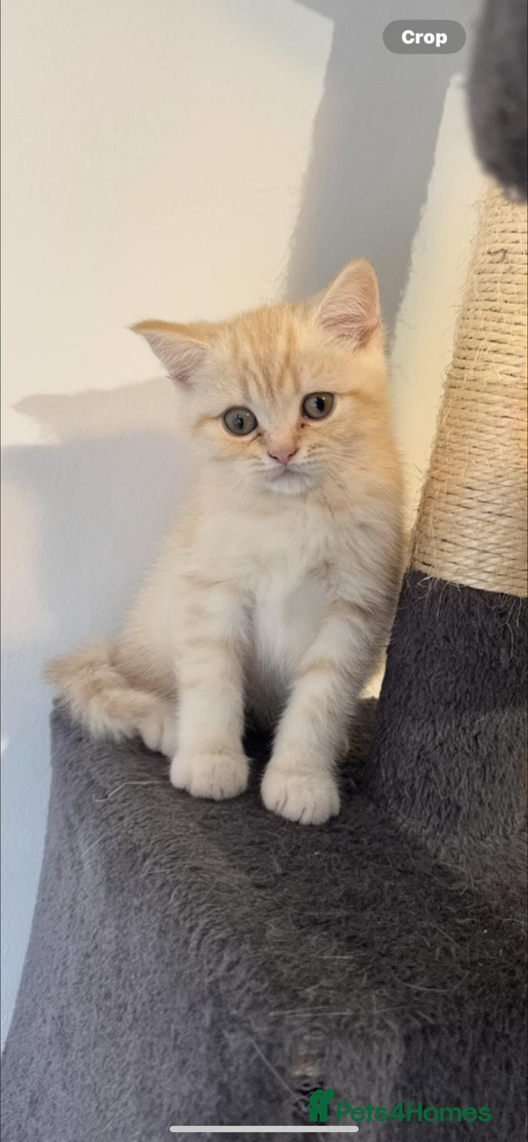 British Shorthair cats for sale: Last Chunky Golden Boy  ❤️ - Image 2