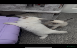 Ragdoll cats for sale: Beautiful Ragdoll kittens  - Image 12