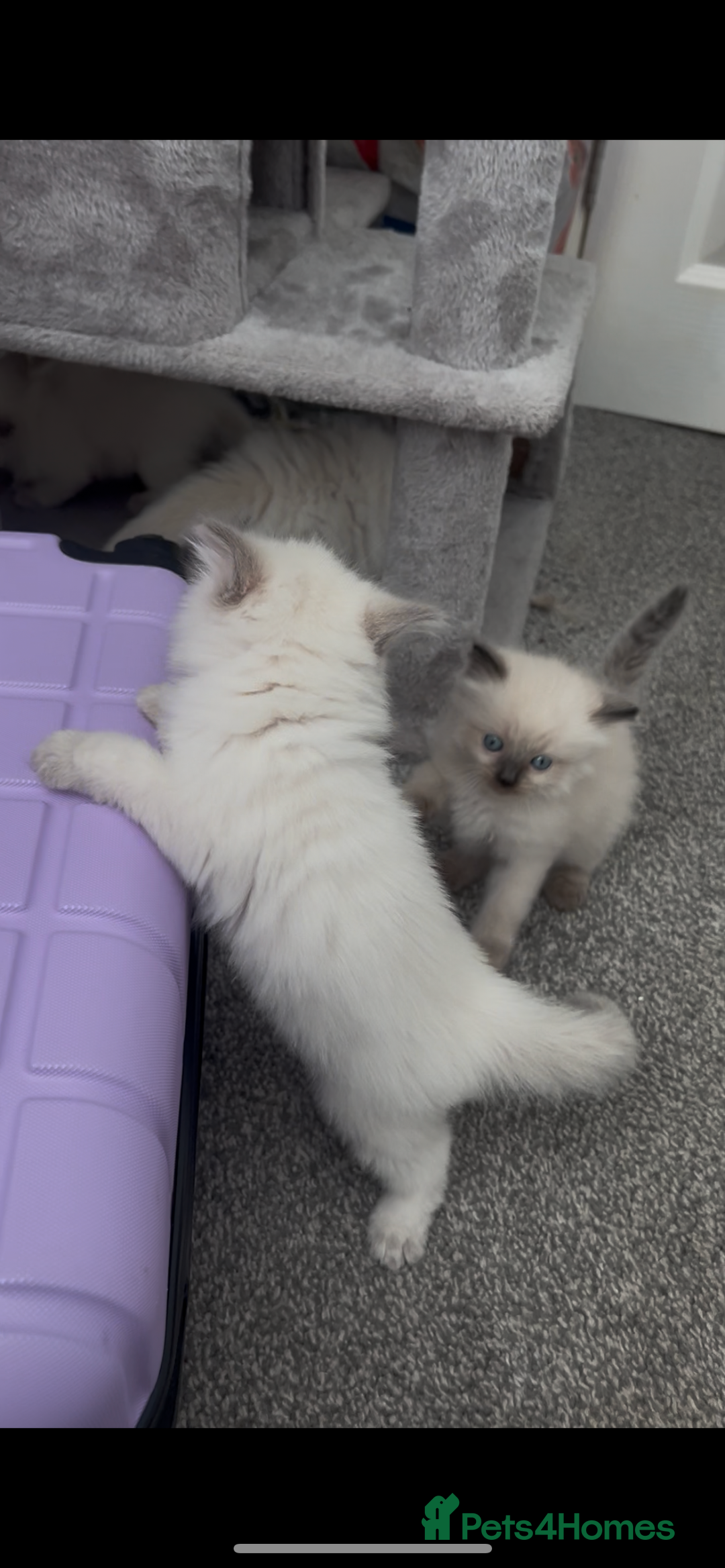 Ragdoll cats for sale: Beautiful Ragdoll kittens  - Image 12