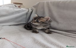 Ragdoll cats for sale: Tabby or black Ragdoll x kittens - Image 28
