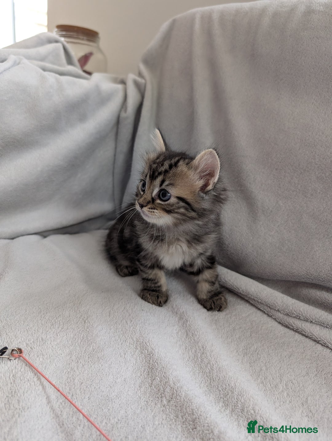 Ragdoll cats for sale: Tabby or black Ragdoll x kittens - Image 28