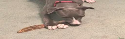 Whippet dogs for sale: Beautiful Blue 28 week old whippet sisters💞£1800  - Advert 38