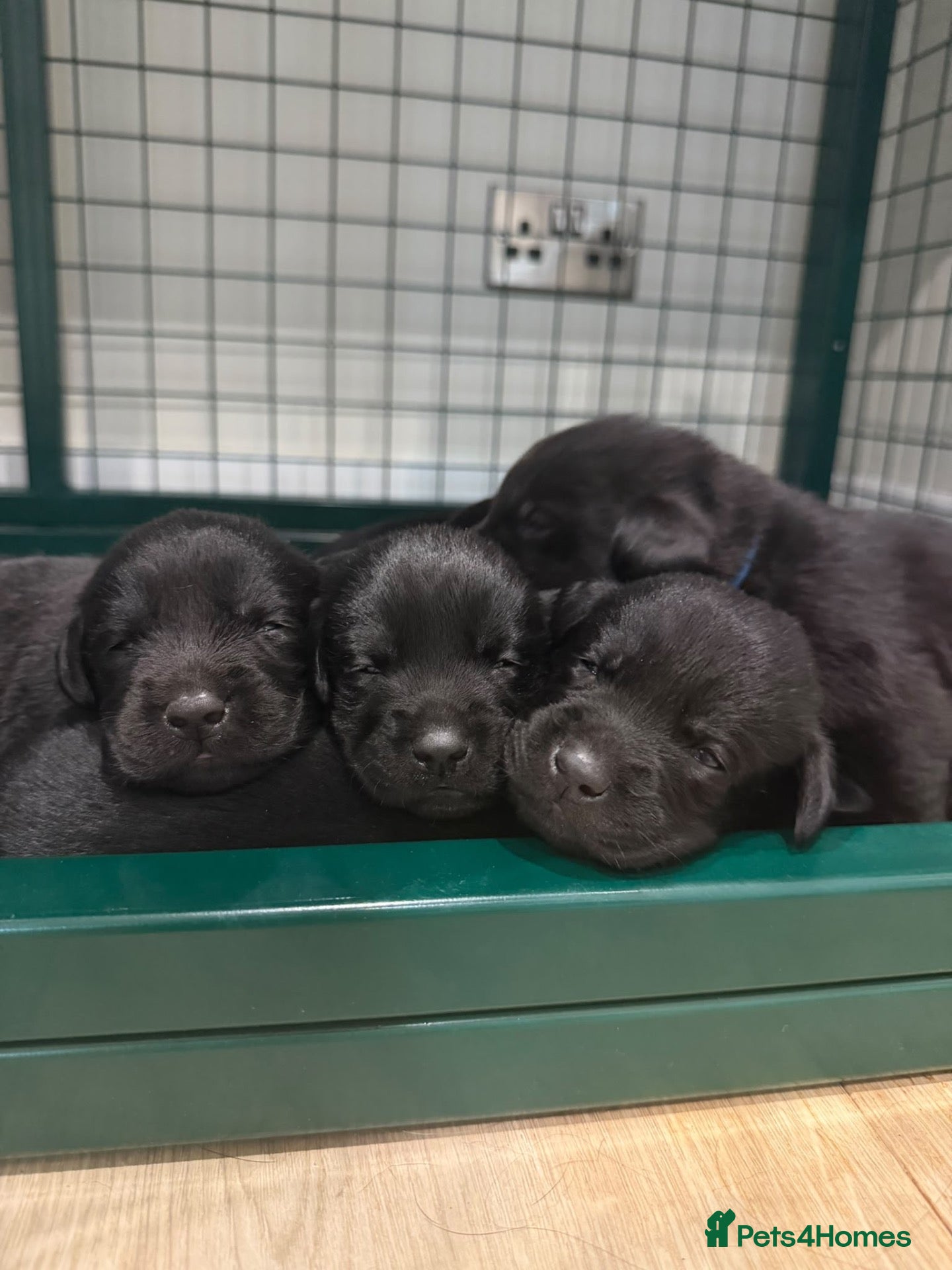 Labrador Retriever dogs for sale: Black Labrador Puppies  - Advert 2