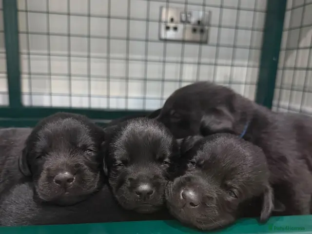 Labrador Retriever dogs for sale: Black Labrador Puppies - Advert 2