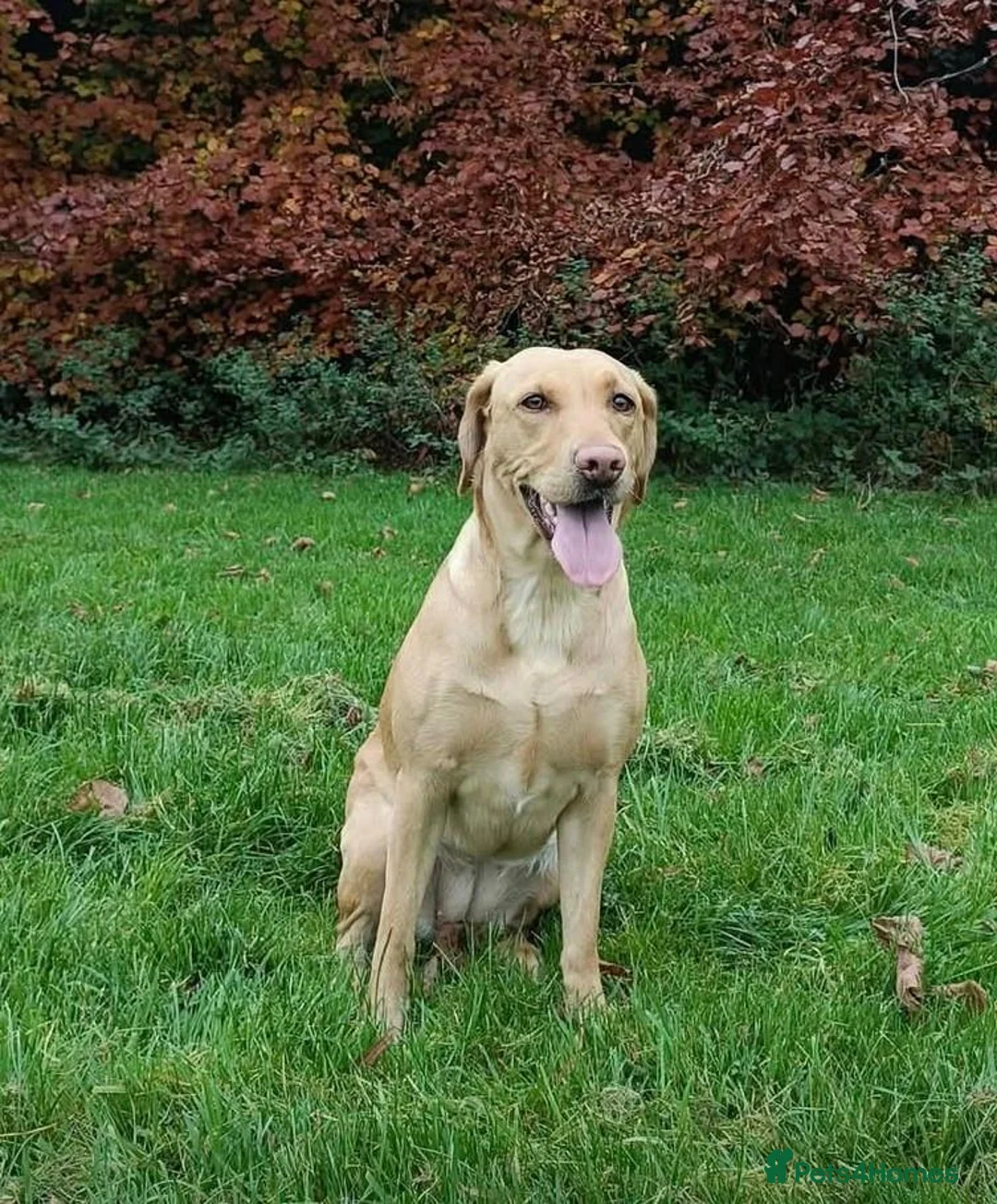 Labrador Retriever dogs for sale: Red fox labrador puppies  in Rotherham - Advert 1