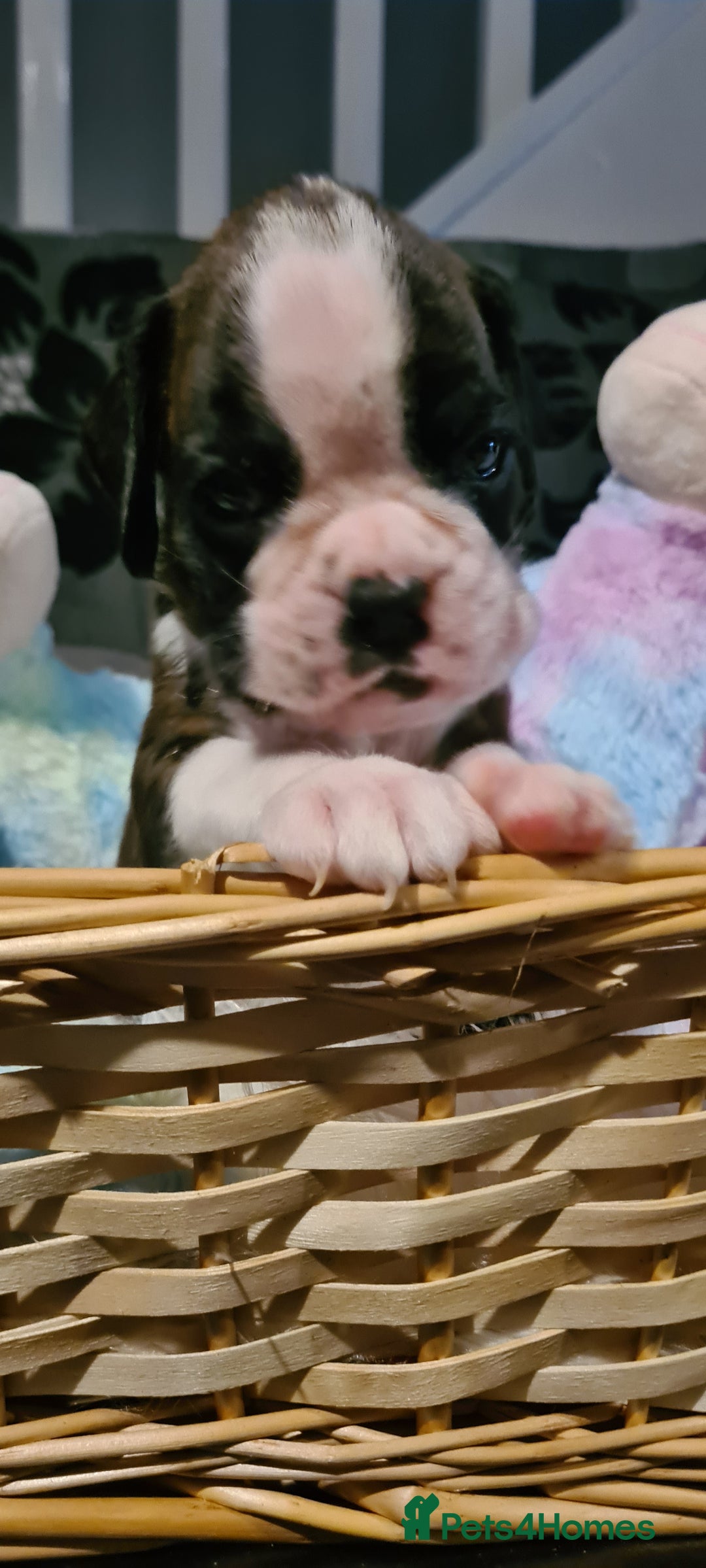 Boxer dogs for sale:  Puppies KC – Exceptional Champion Bloodlines 🐾 - Image 24