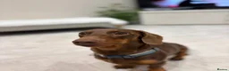 Miniature Dachshund dogs for stud: chocolate boy carries fluffy gene for stud  - Advert 8