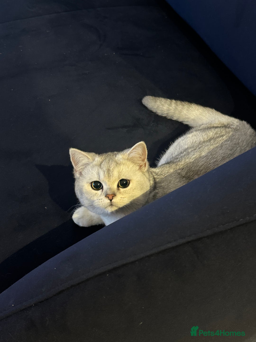 British Shorthair cats for sale: Affectionate Silver Chinchilla British Shorthair - Image 2