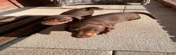 Dachshund dogs for sale: Beautiful Daschund Puppies ready for a new home - Advert 2