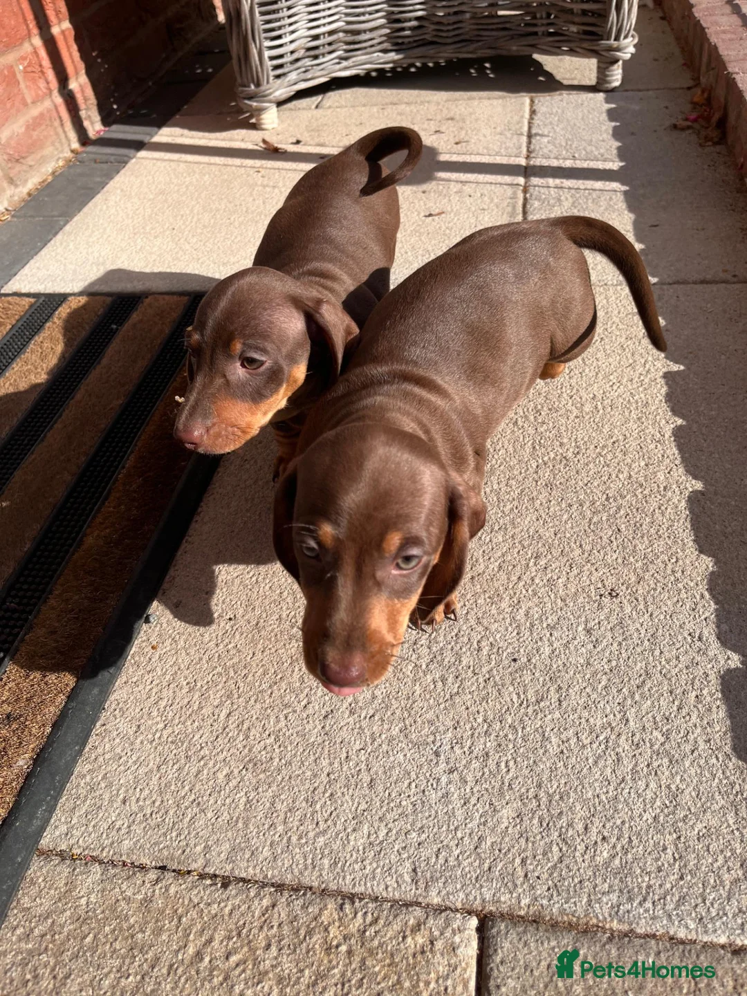 Dachshund dogs for sale: Beautiful Daschund Puppies ready for a new home - Advert 2