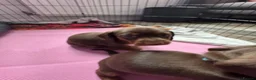 Miniature Dachshund dogs for sale: Stunning Mini Dachshund puppies for sale - Advert 16