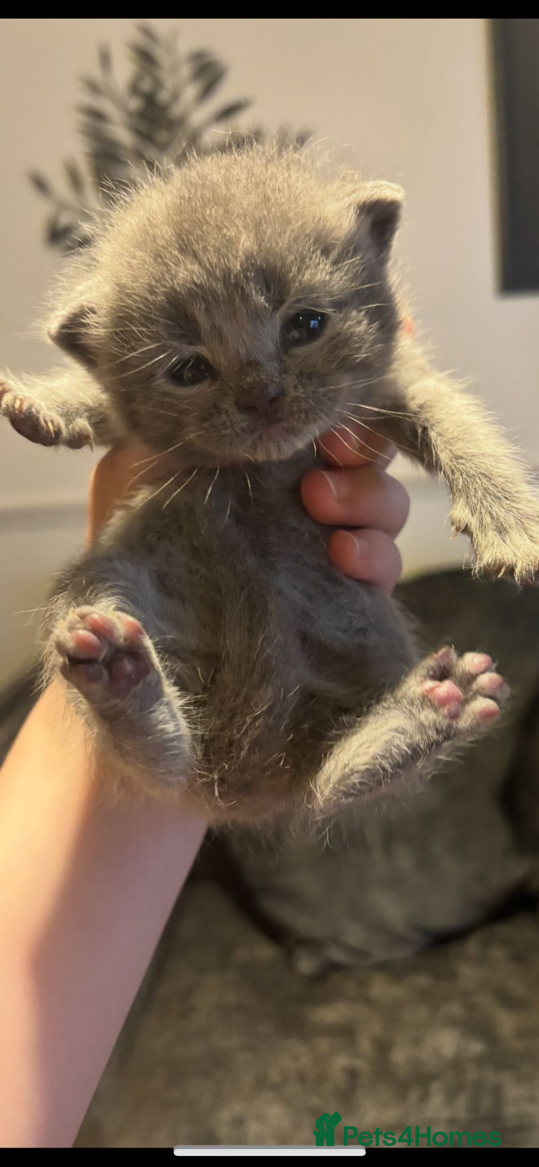 Persian cats for sale: Beautiful Persian kittens / 1 mixed breed  - Image 6