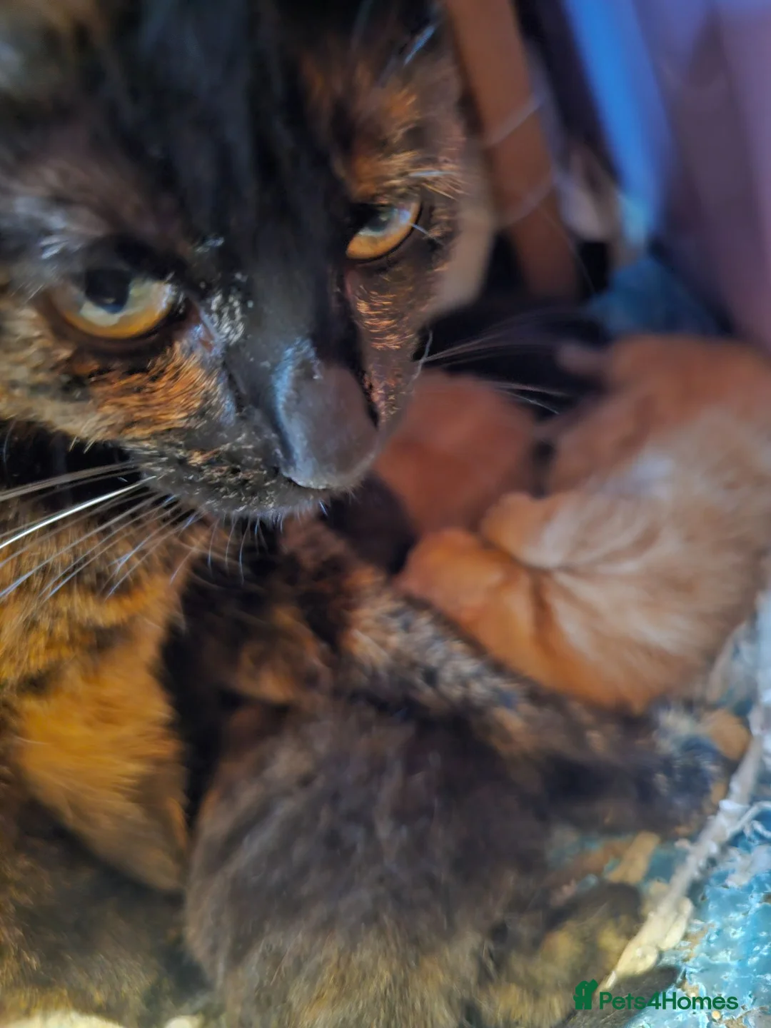 Mixed Breed cats for sale: Beautiful girl kitten looking for a new home - Advert 1