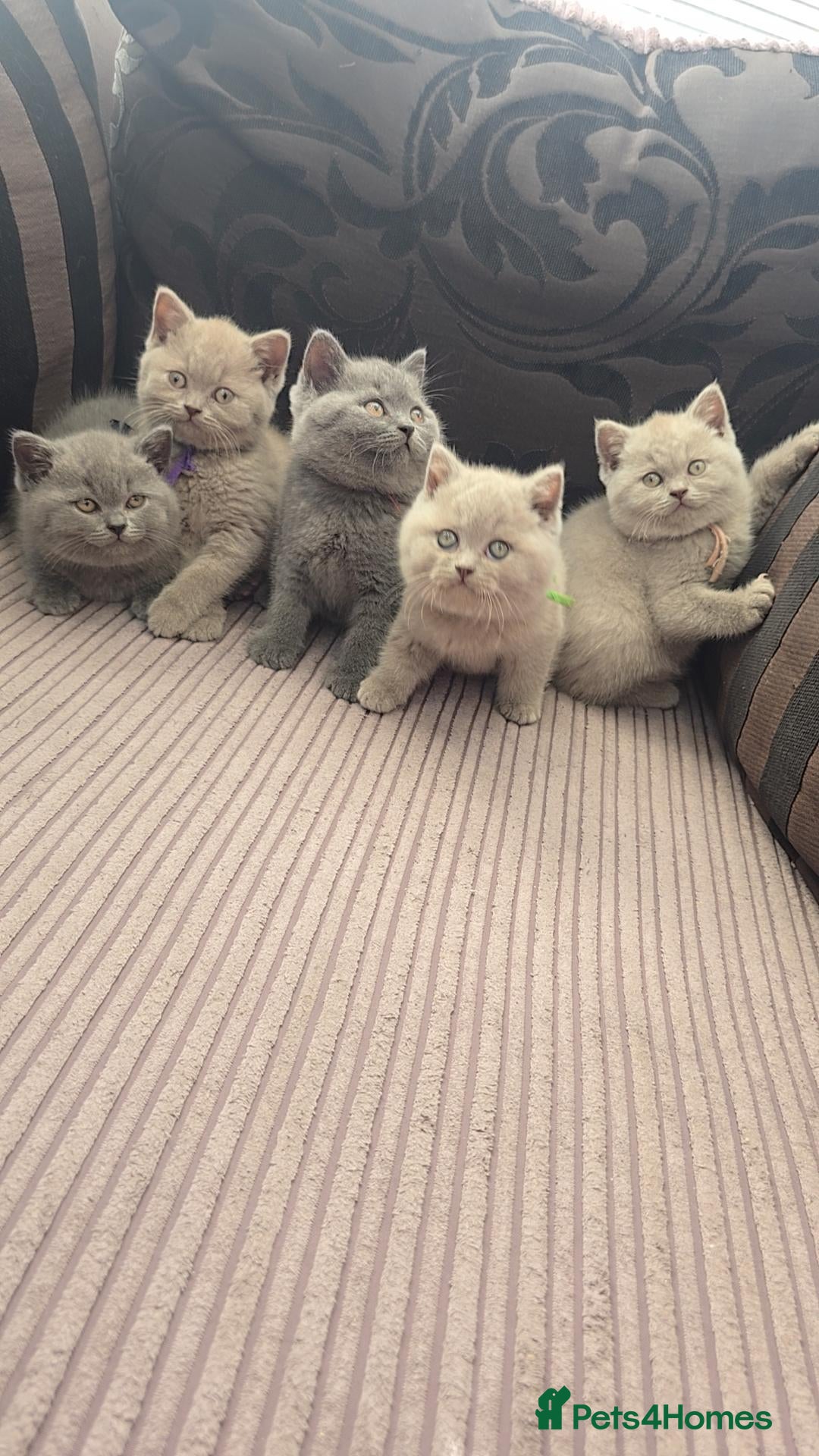 British Shorthair cats British shorthair kittens - ONLY 2 LEFT - Advert 11