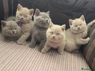 British Shorthair cats British shorthair kittens - ONLY 2 LEFT - Advert 11