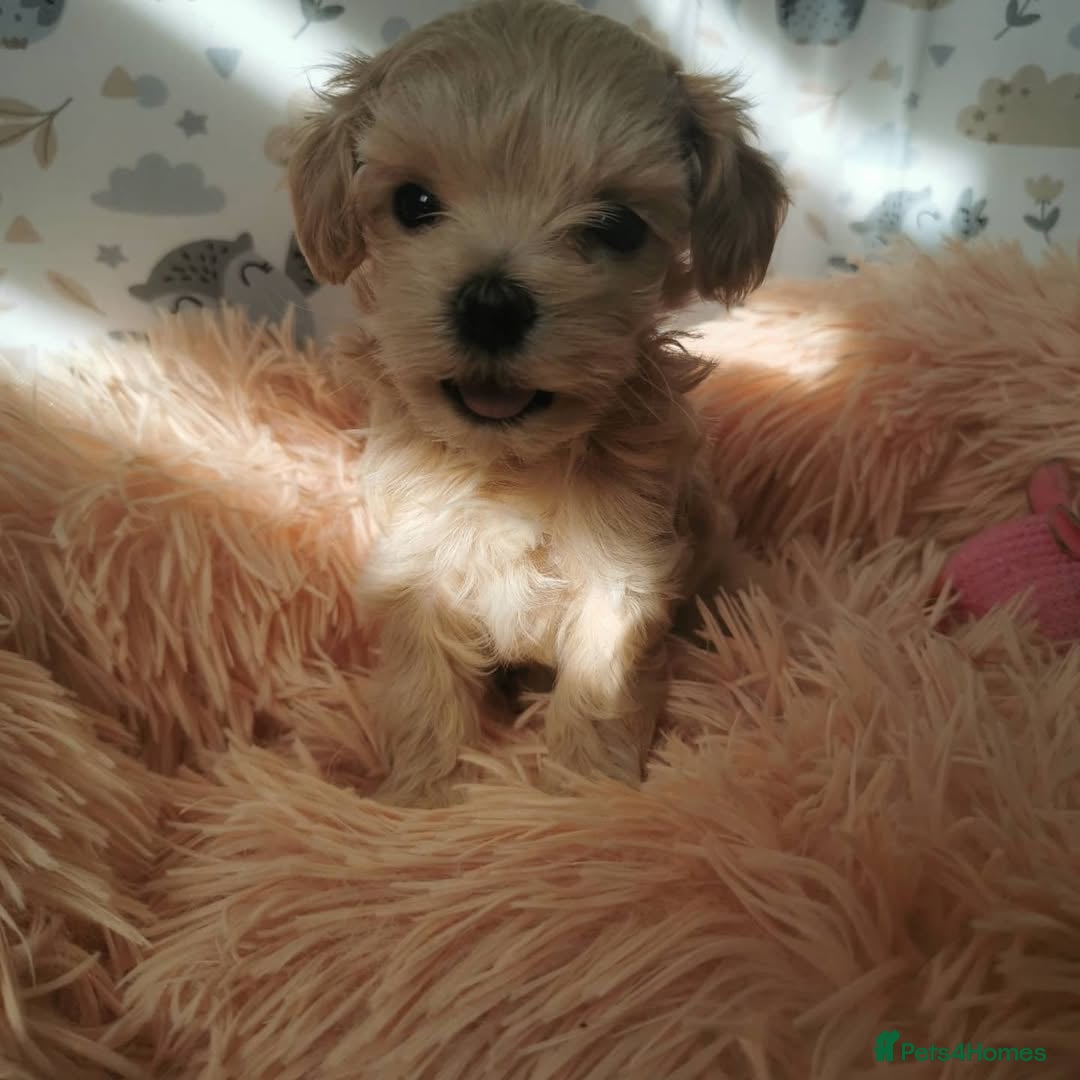 Maltipoo dogs for sale:  Beautiful Toy/Mini Maltipoo Puppies! - Image 2