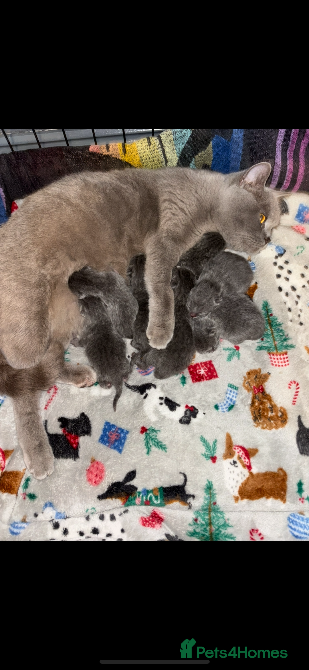 British Shorthair cats for sale: Blue British shorthair  - Image 2