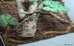 Boa Snake reptiles for sale: Central american dwarf boa constrictor  - Image 4