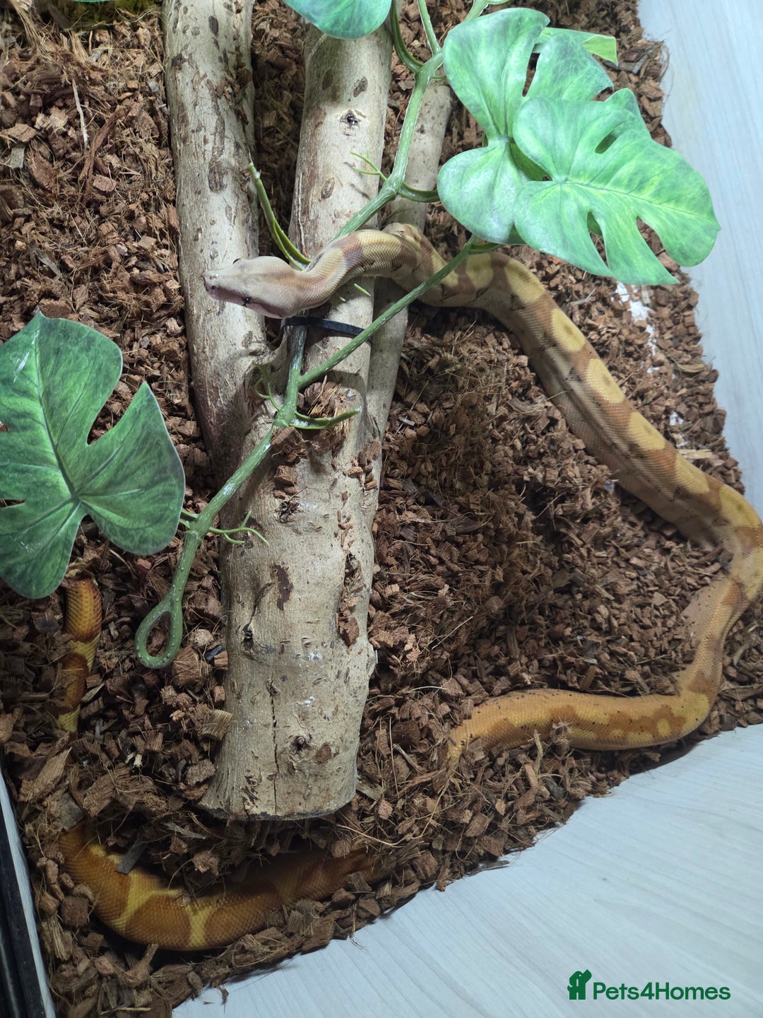 Boa Snake reptiles for sale: Central american dwarf boa constrictor  - Image 4