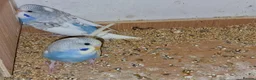 Budgerigars birds for sale: Super silly hand tamed baby budgies  - Advert 7