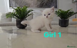 Ragdoll cats for sale: 🤍 Pure Ragdoll Blue Point & Blue Lynx Kittens - Image 6