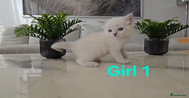 Ragdoll cats - Advert 6