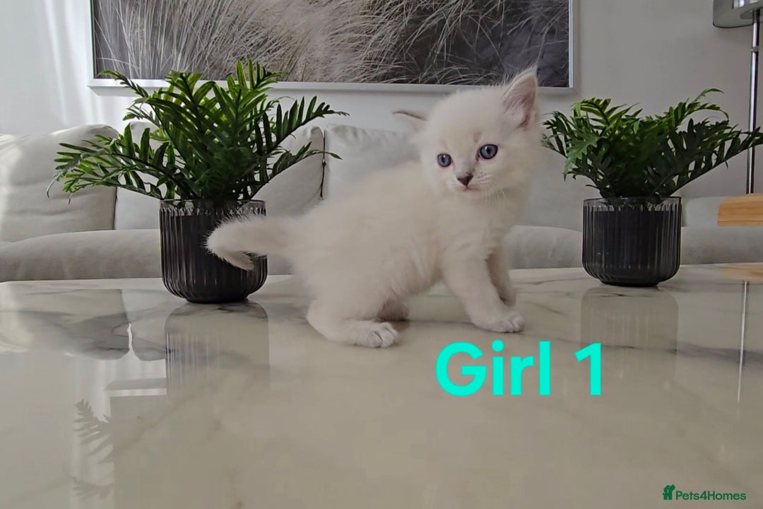 Ragdoll cats for sale: 🤍 Pure Ragdoll Blue Point & Blue Lynx Kittens - Image 6